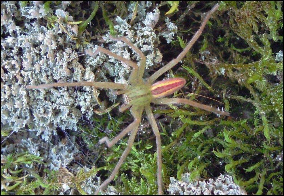 Maschio di Micrommata virescens - Garda (BS),